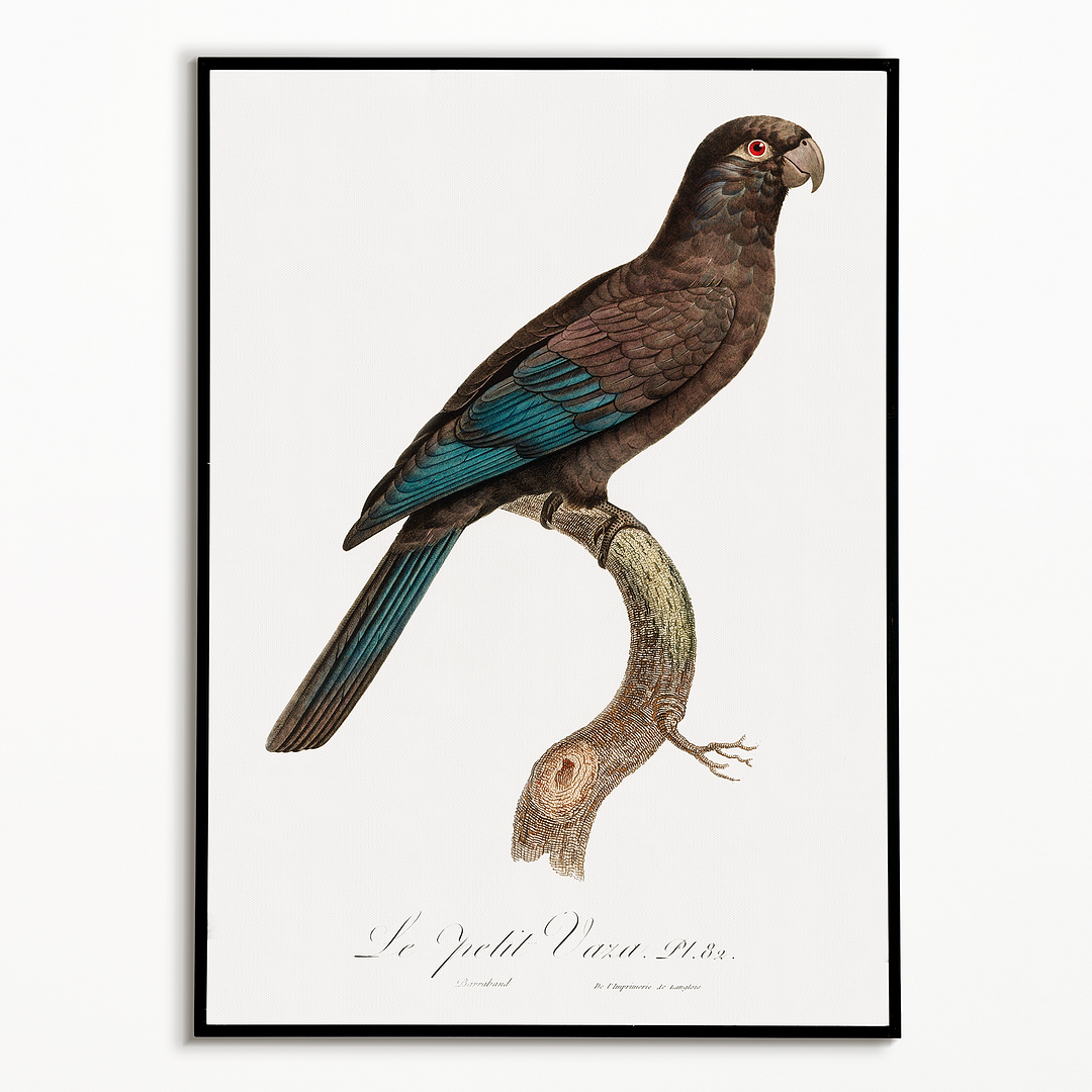 Black Parrot - Art Print