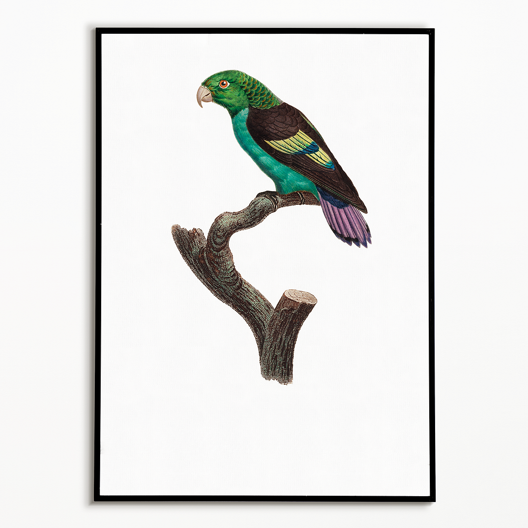 Black-winged Parakeet - Art Print
