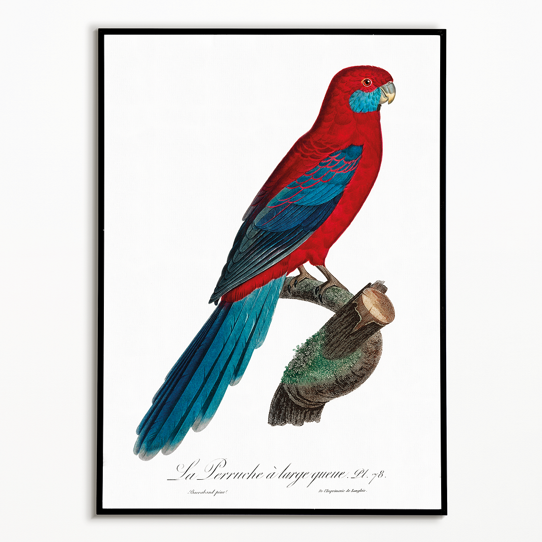 Crimson Rosella - Art Print