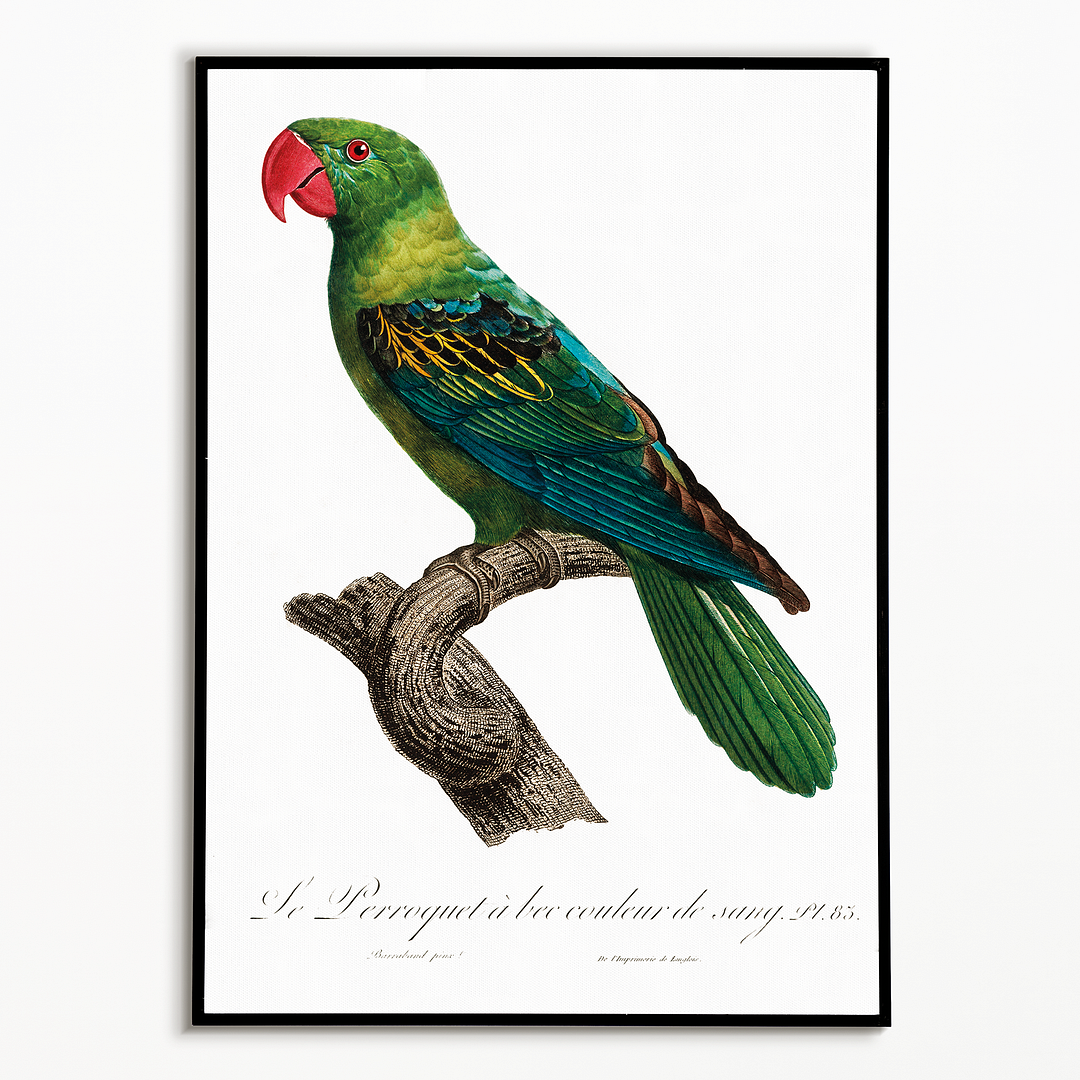 Great-Billed Parrot, Tanygnathus megalorynchos - Art Print