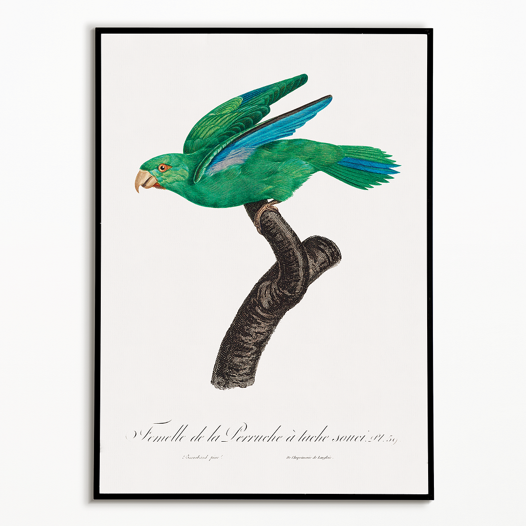 Marigold Parakeet, Female - Art Print