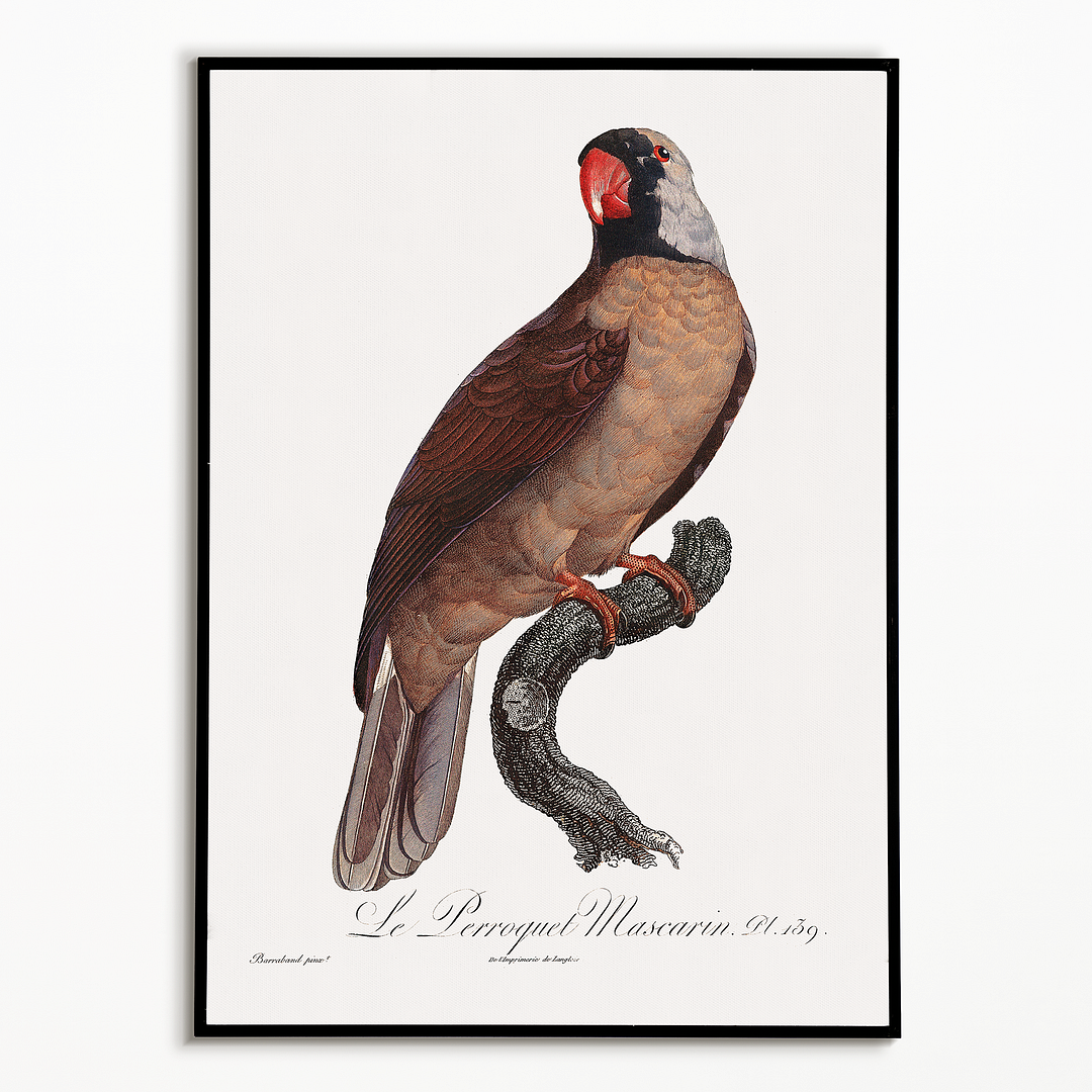 Mascarine Parrot - Art Print