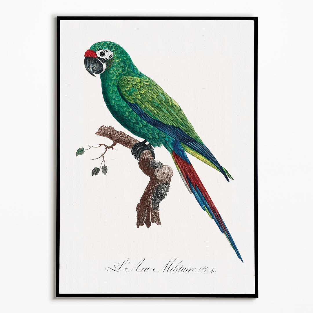 Military Macaw, Ara militaris - Art Print