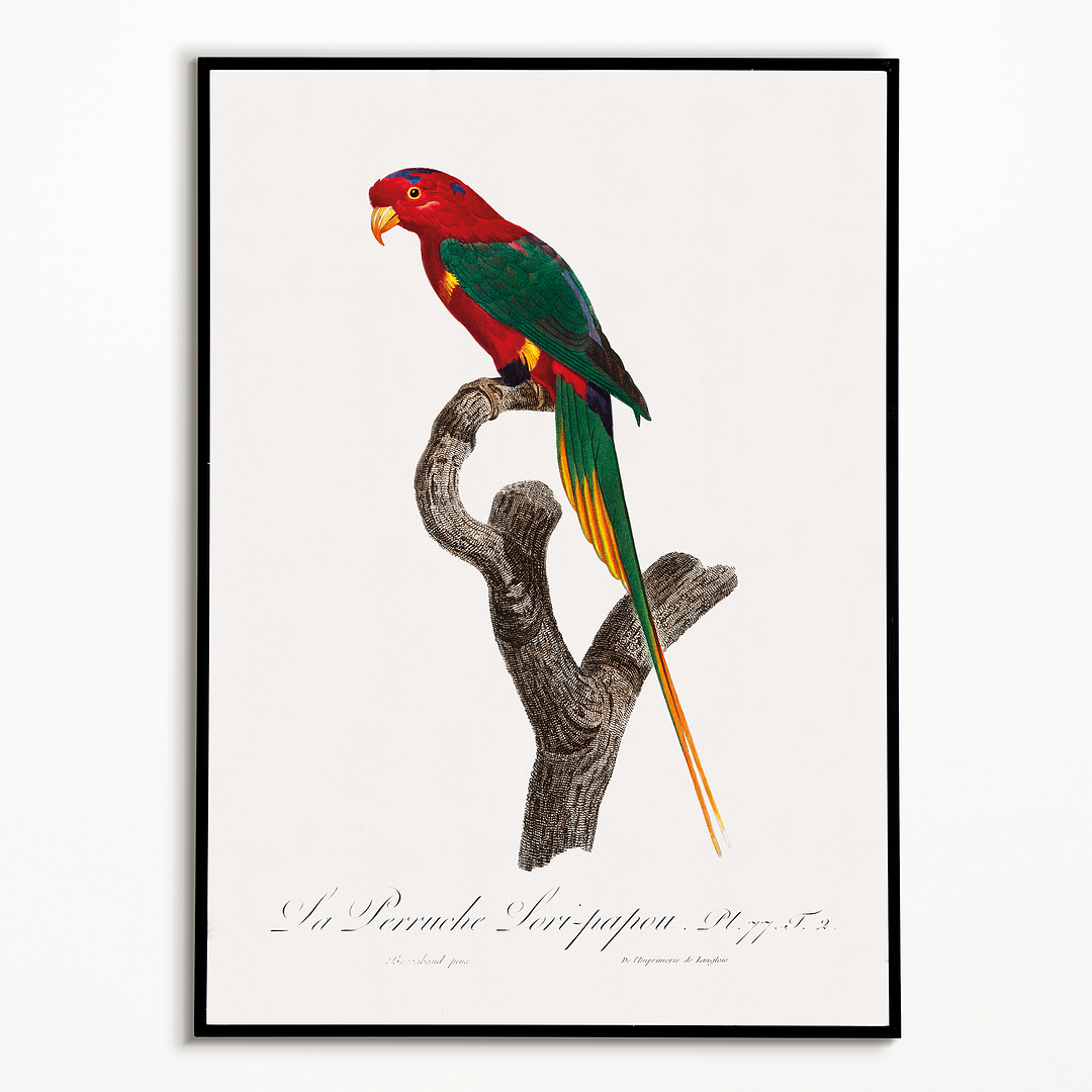 Papuan Lorikeet - Art Print