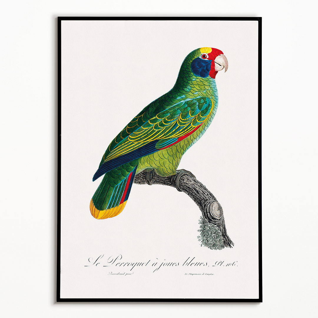 Red-and-Blue Amazon, Amazona caeruleocephala - Art Print