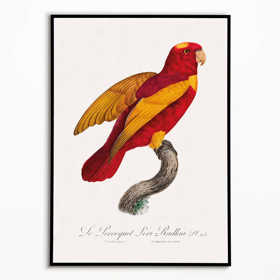 Red-and-Gold Lory, Lorius rex - Art Print