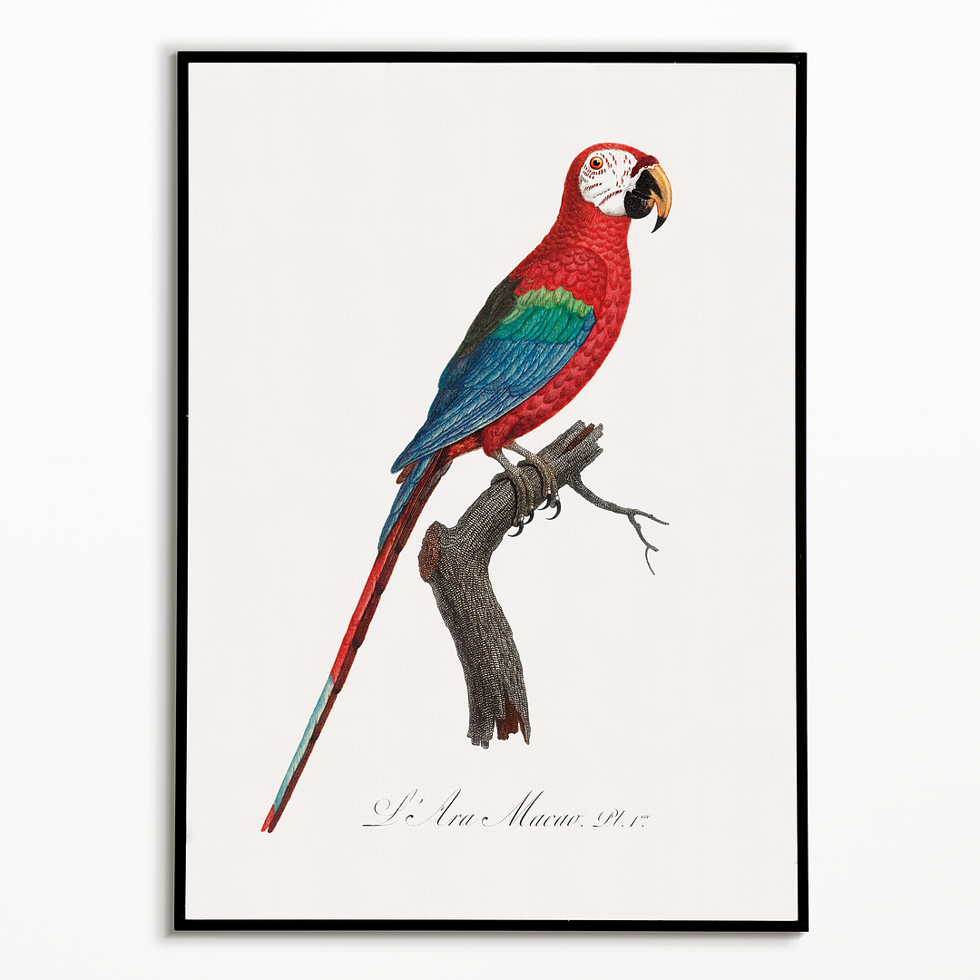 Scarlet Macao, Ara Macao - Art Print