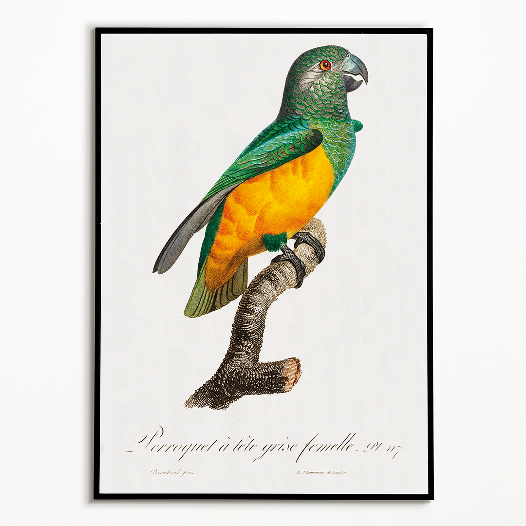 Senegal Parrot III - Art Print