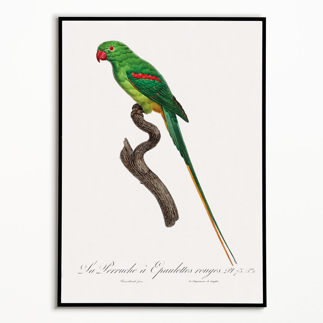 The Alexandrine Parakeet - Art Print