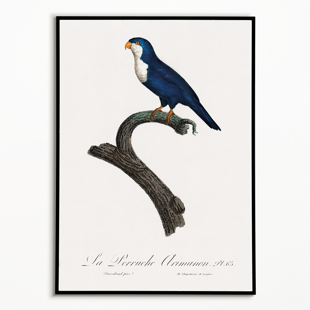 The Arimanon Parakeet - Art Print