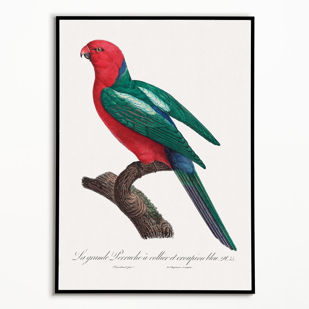 The Australian king parrot, Alisterus scapularis - Art Print