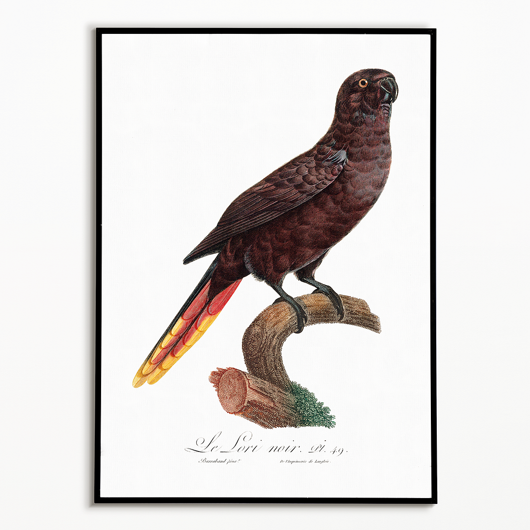 The Black Lory, Chalcopsitta atra - Art Print