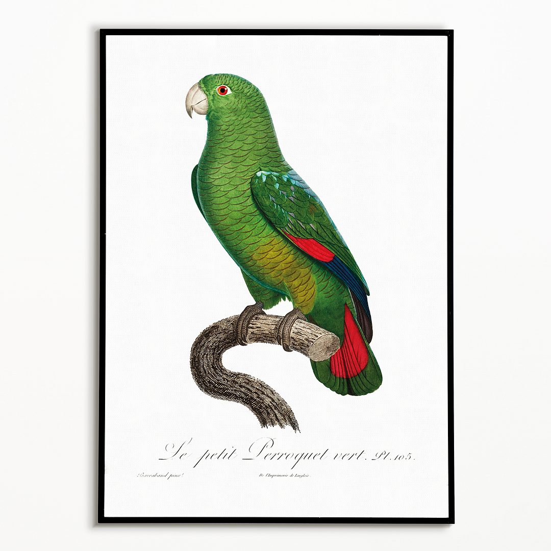 The Black-Billed Amazon, Amazona agilis - Art Print