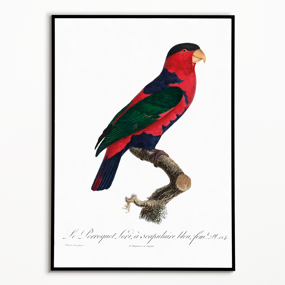 The Black-Capped Lory Lorius lory I - Art Print