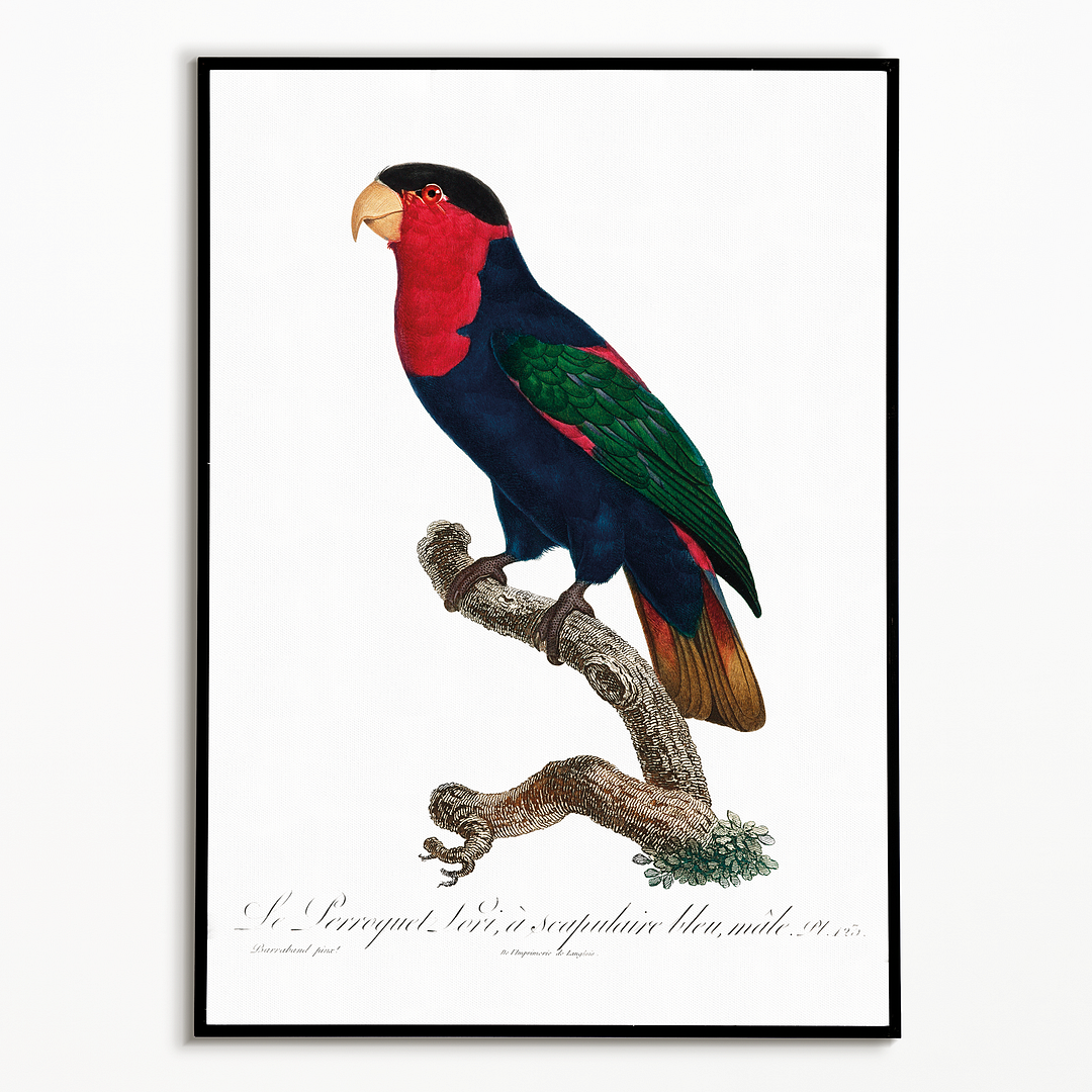The Black-Capped Lory, Lorius lory II - Art Print