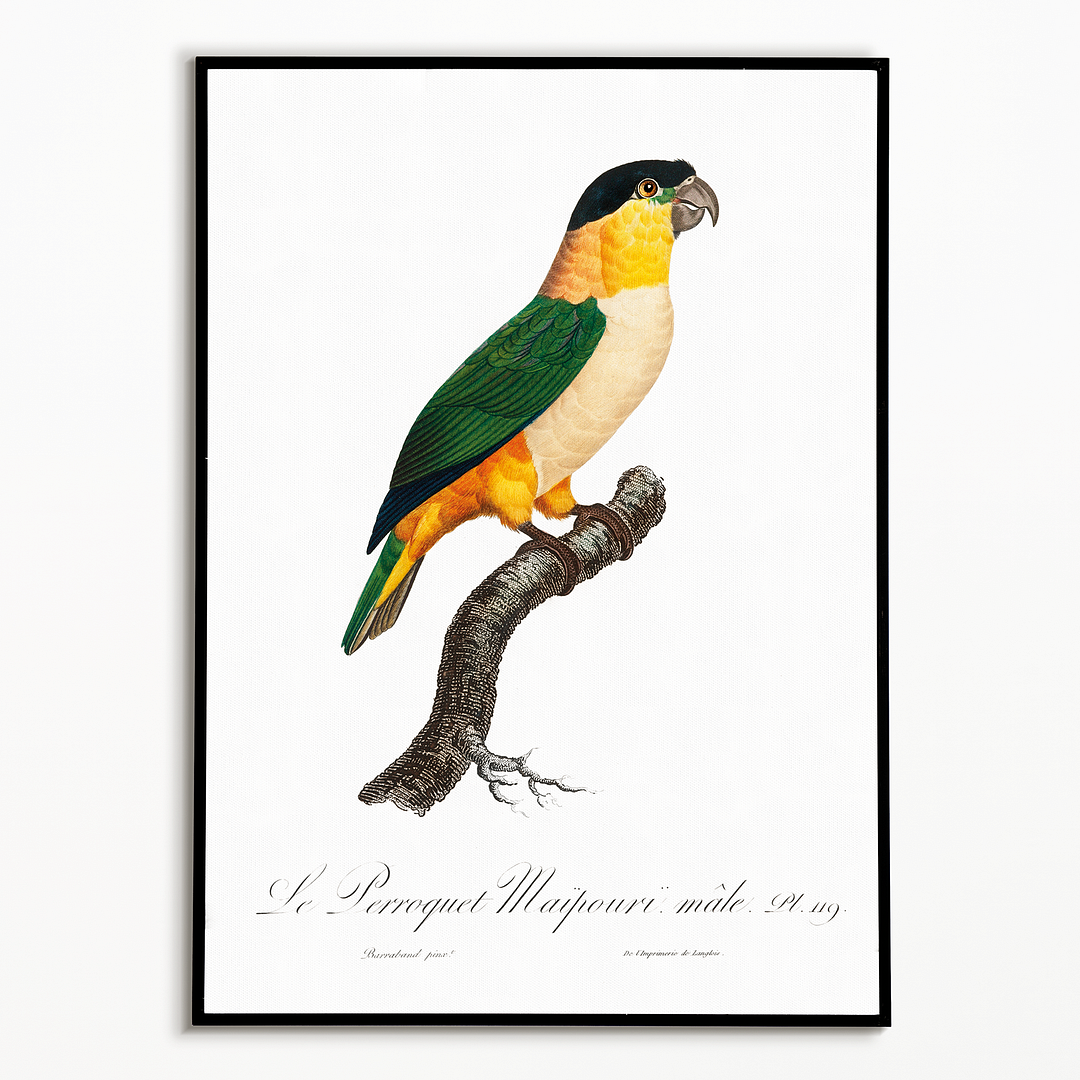 The Black-Headed Parrot - Art Print