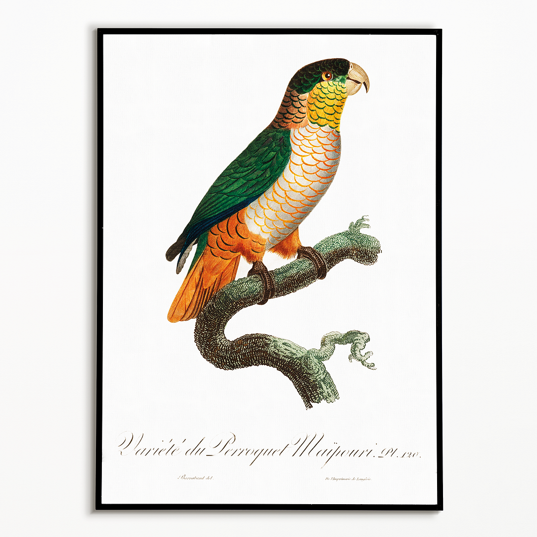 The Black-Headed Parrot, Pionites melanocephalus - Art Print