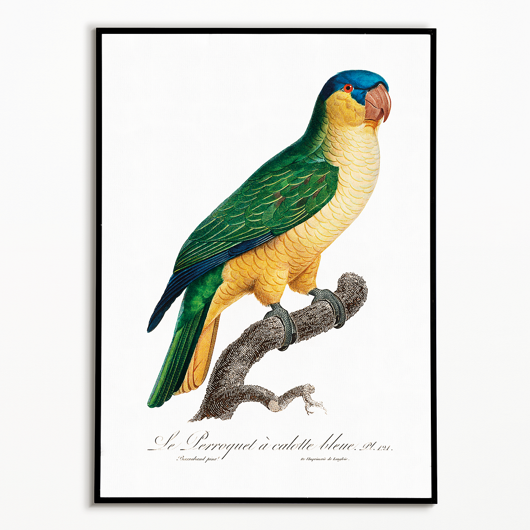 The Black-Lored Parrot, Tanygnathus gramineus - Art Print