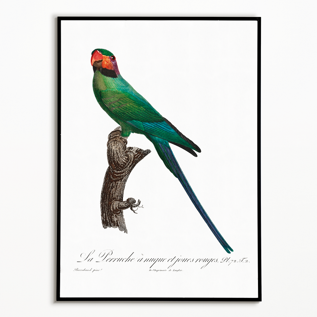 The Blossom-Headed Parakeet with Red Cheeks - Art Print