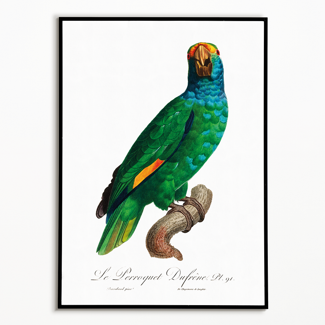 The Blue-Cheeked Amazon, Amazona dufresniana - Art Print