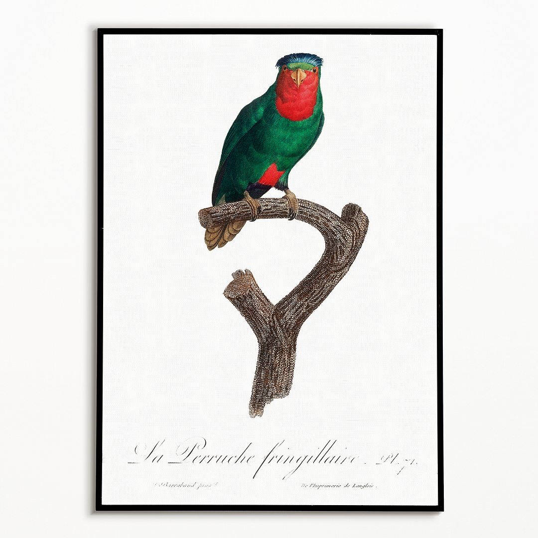 The blue-crowned lorikeet, Vini australis - Art Print