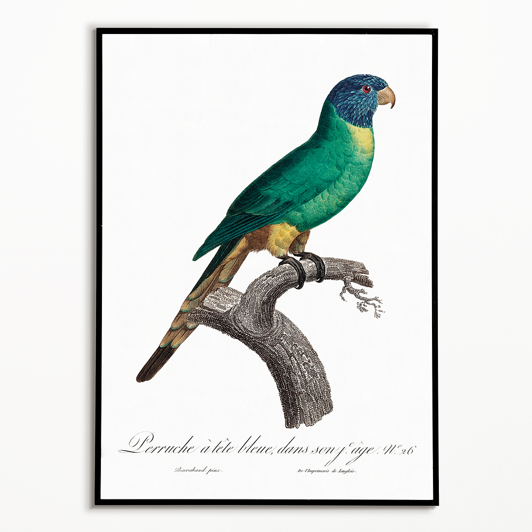 The Blue-Crowned Parakeet, Thectocercus acuticaudatus - Art Print