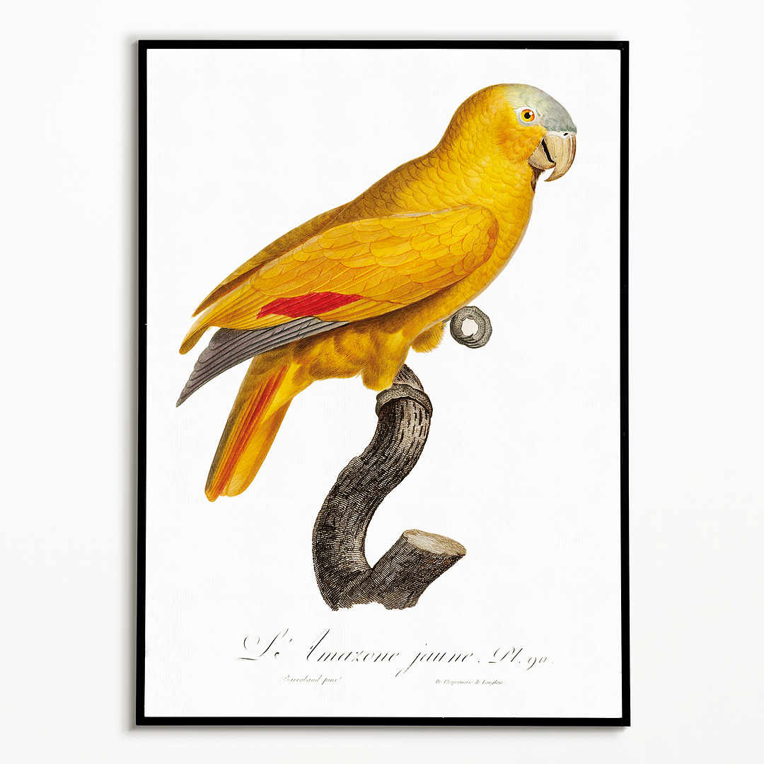 The Blue-Fronted Parrot, Amazona aestiva - Art Print