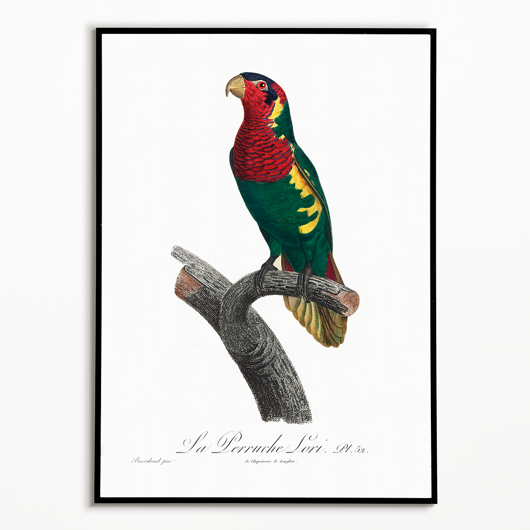 The Blue-Headed Lorikeet (Trichoglossus haematodus) - Art Print