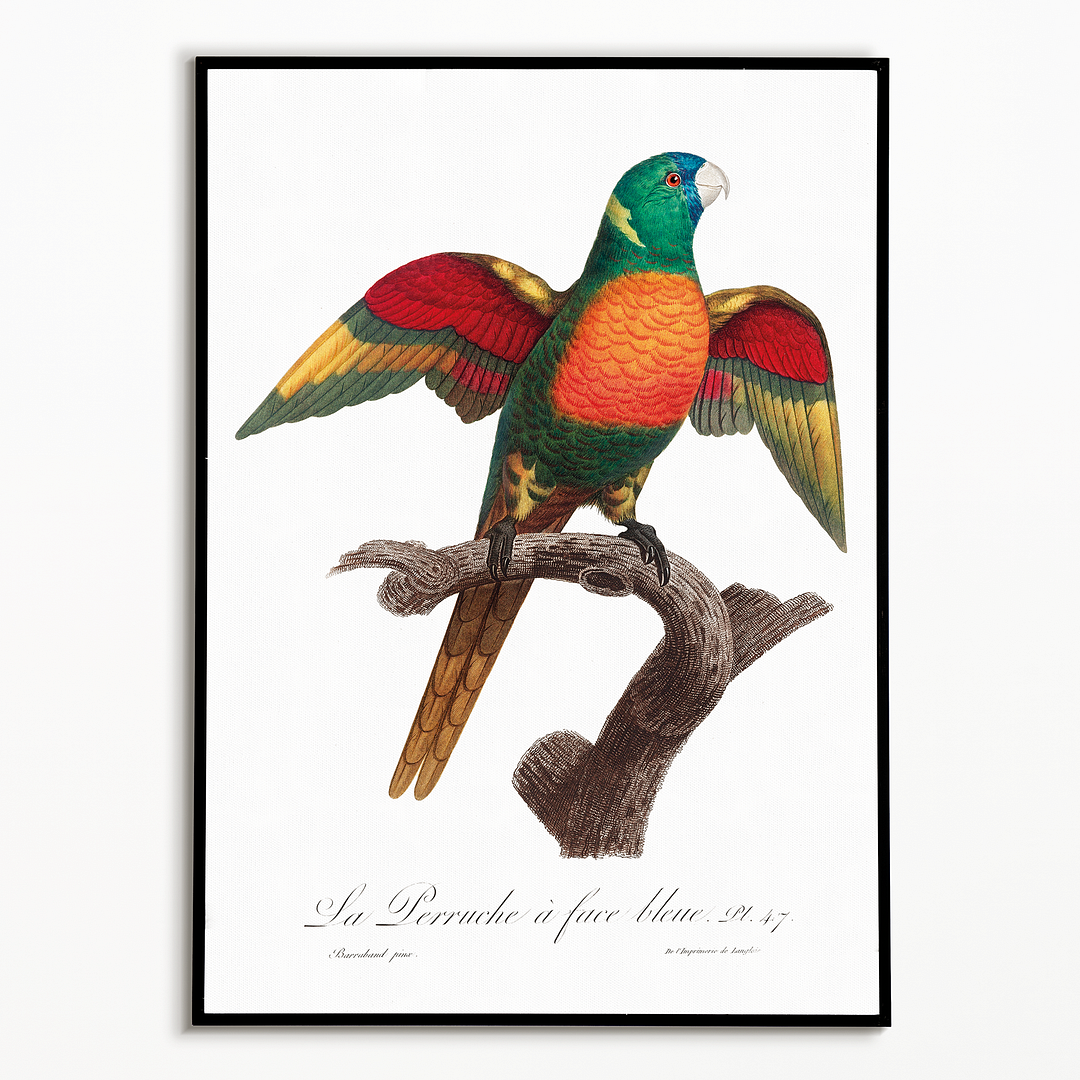 The Blue-Headed Parrot, Pionus menstruus   - Art Print