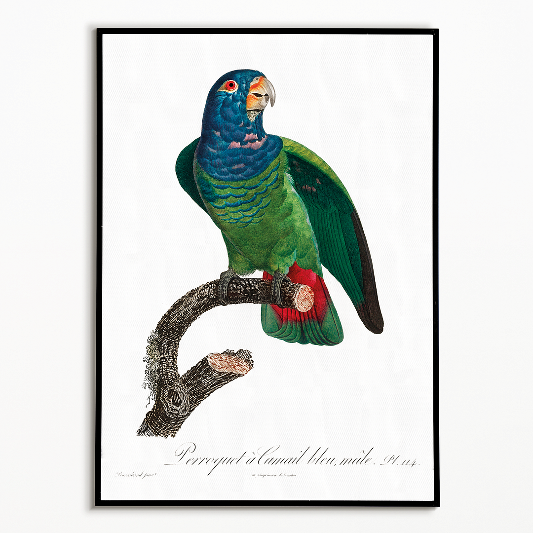 The Blue-Headed Parrot, Pionus menstruus - Art Print
