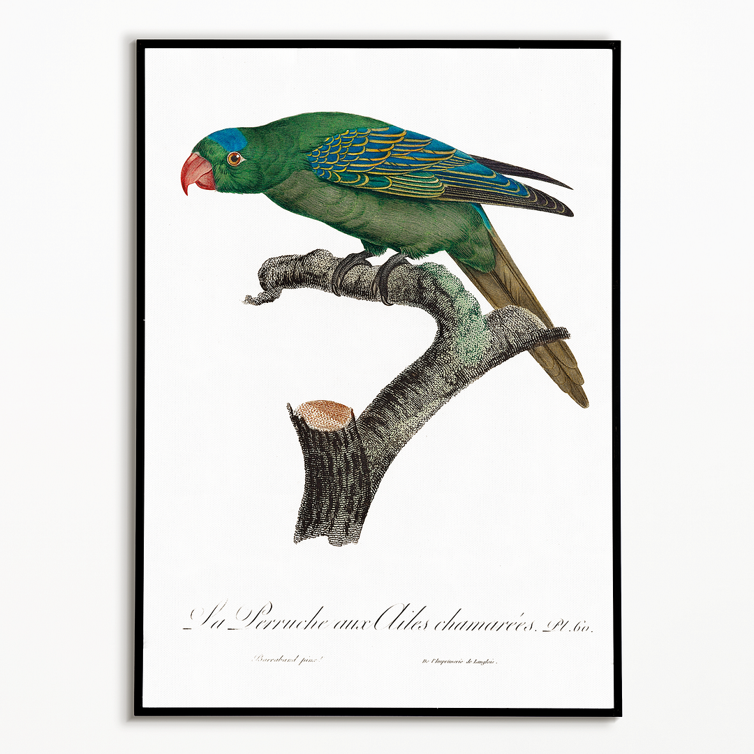 The Blue-Naped Parrot, Tanygnathus lucionensis - Art Print