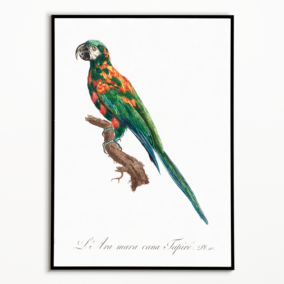 The Blue-Winged Macaw, Primolius maracana I - Art Print