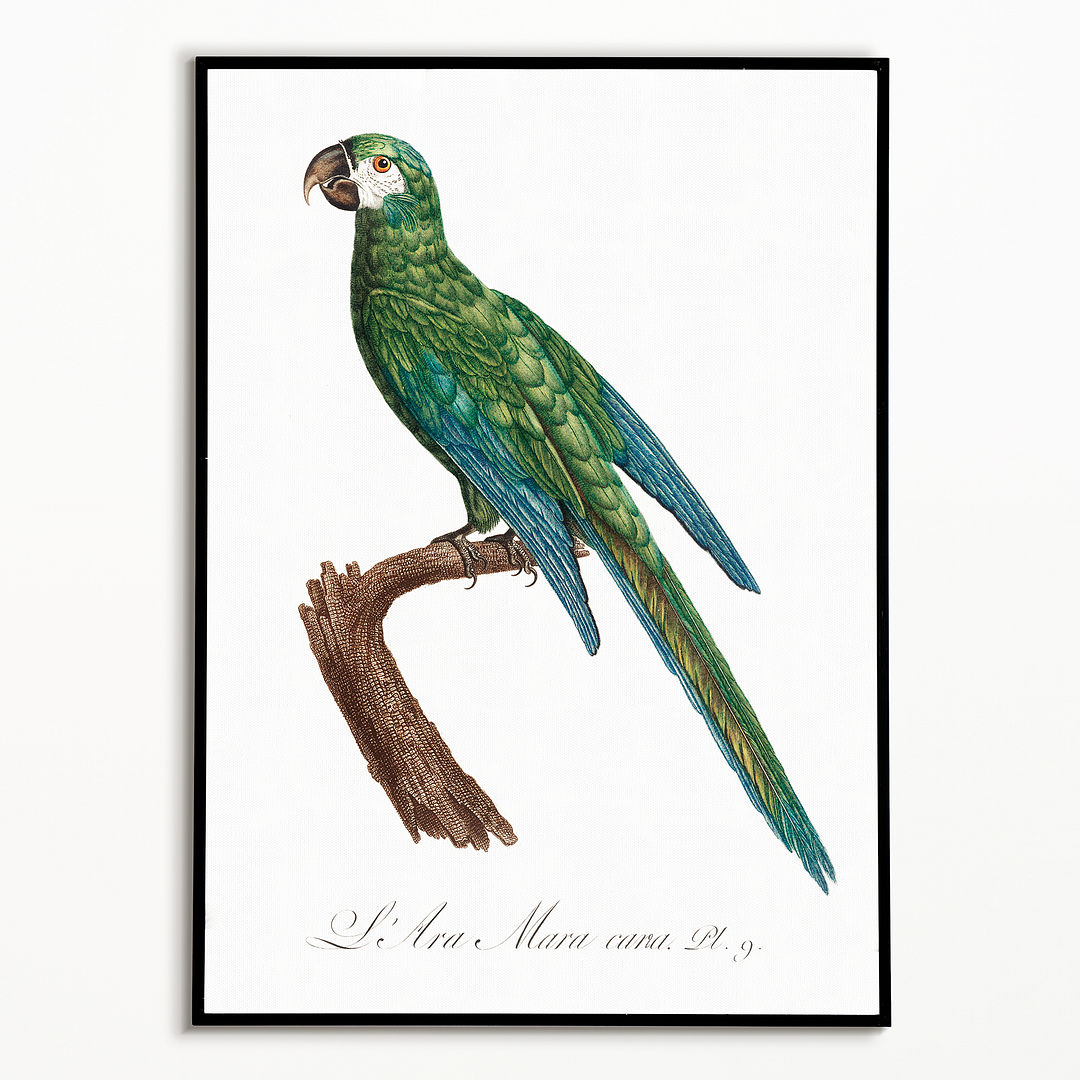 The Blue-Winged Macaw, Primolius maracana II - Art Print