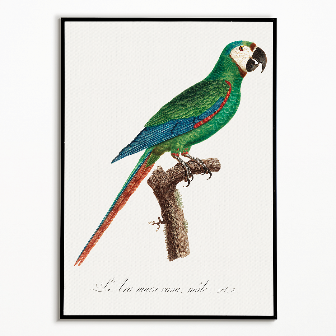 The Blue-Winged Macaw, Primolius maracana III - Art Print