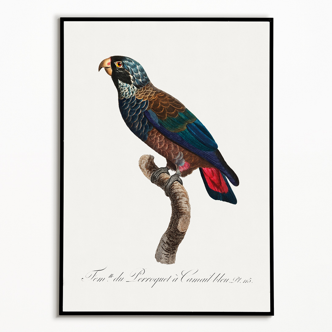 The Bronze-Winged Parrot, Pionus chalcopterus - Art Print