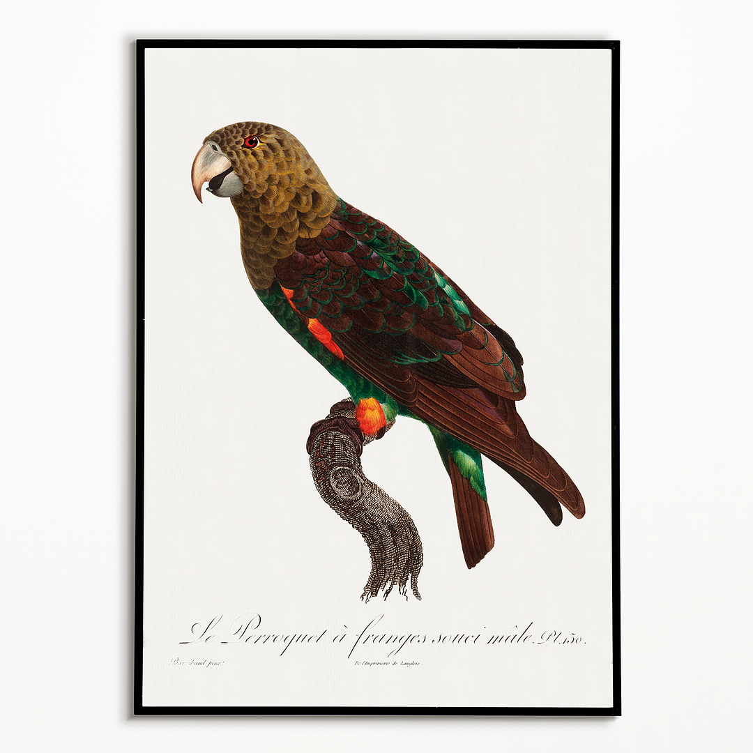 The Brown-Necked Parrot, Poicephalus fuscicollis from Natural History of Parrots - Art Print