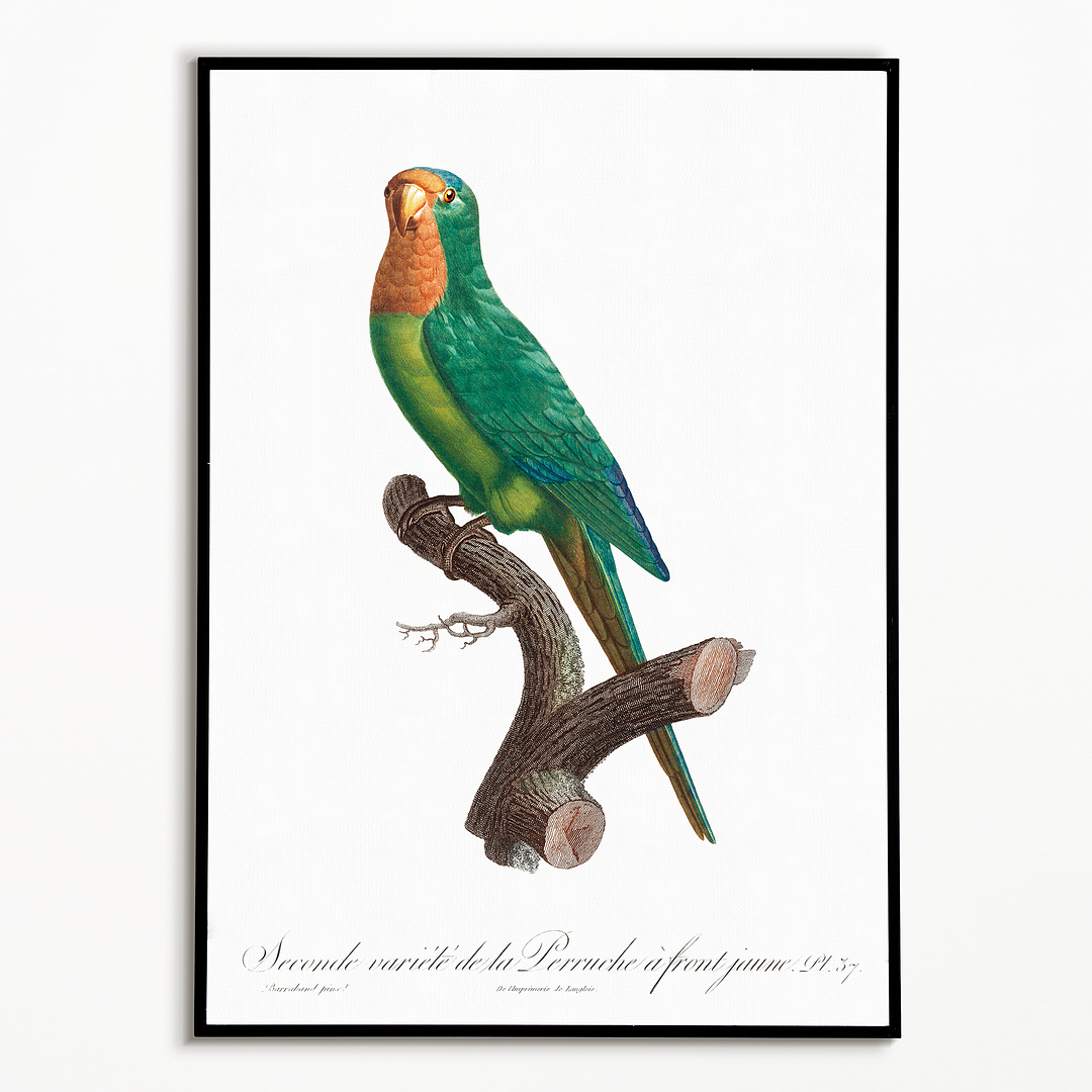 The brown-throated parakeet, Eupsittula pertinax - Art Print