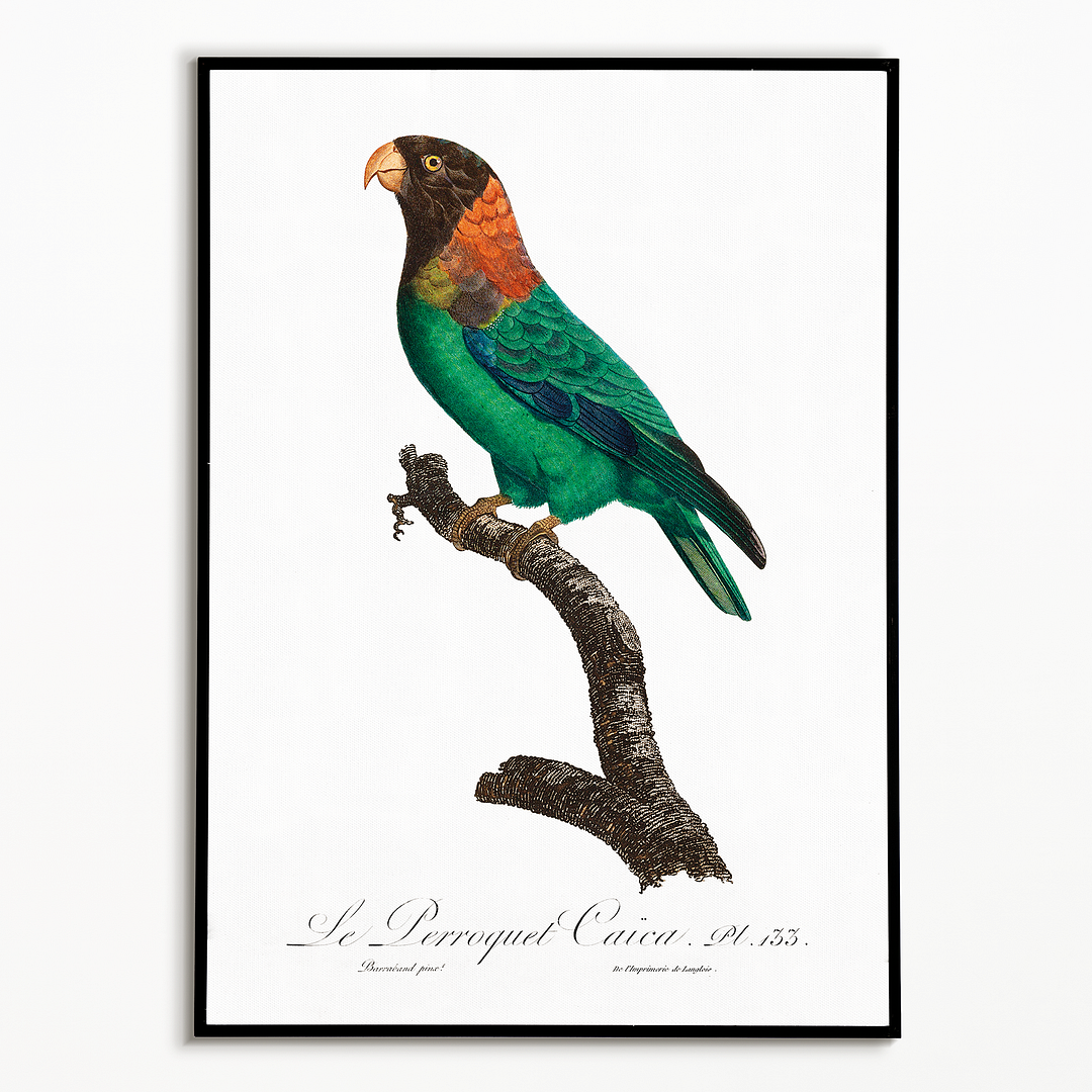 The Caica Parrot, Pyrilia caica - Art Print