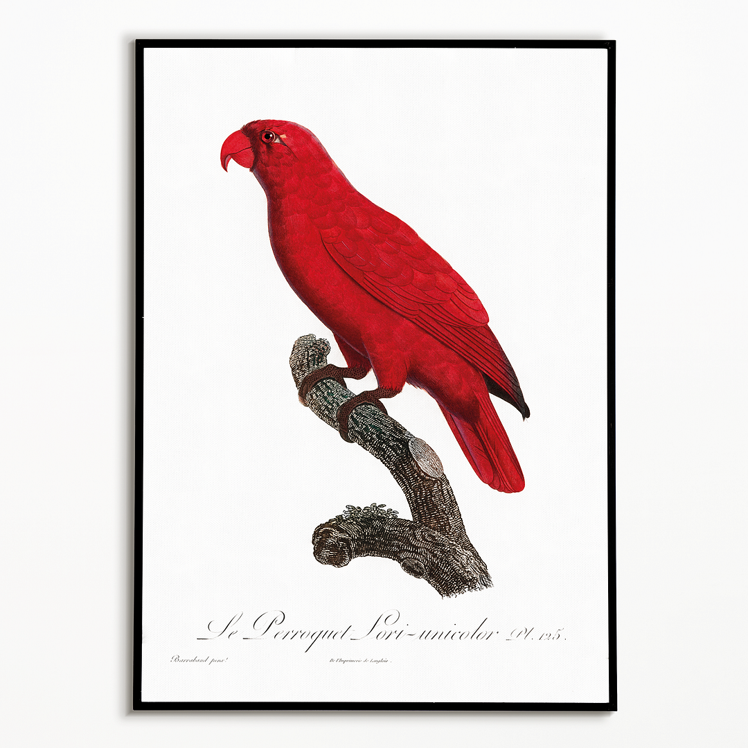 The Cardinal Lory, Chalcopsitta cardinalis - Art Print