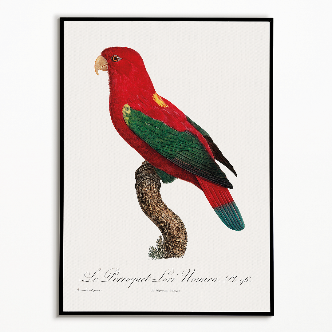 The Chattering Lory, Lorius garrulus - Art Print