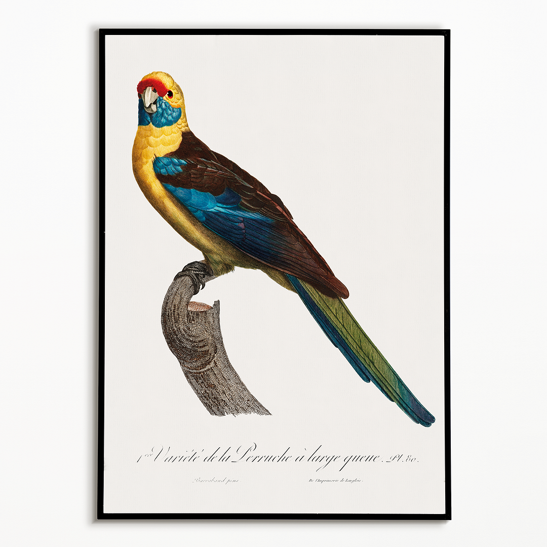 The Crimson Rosella, Platycercus elegans - Art Print