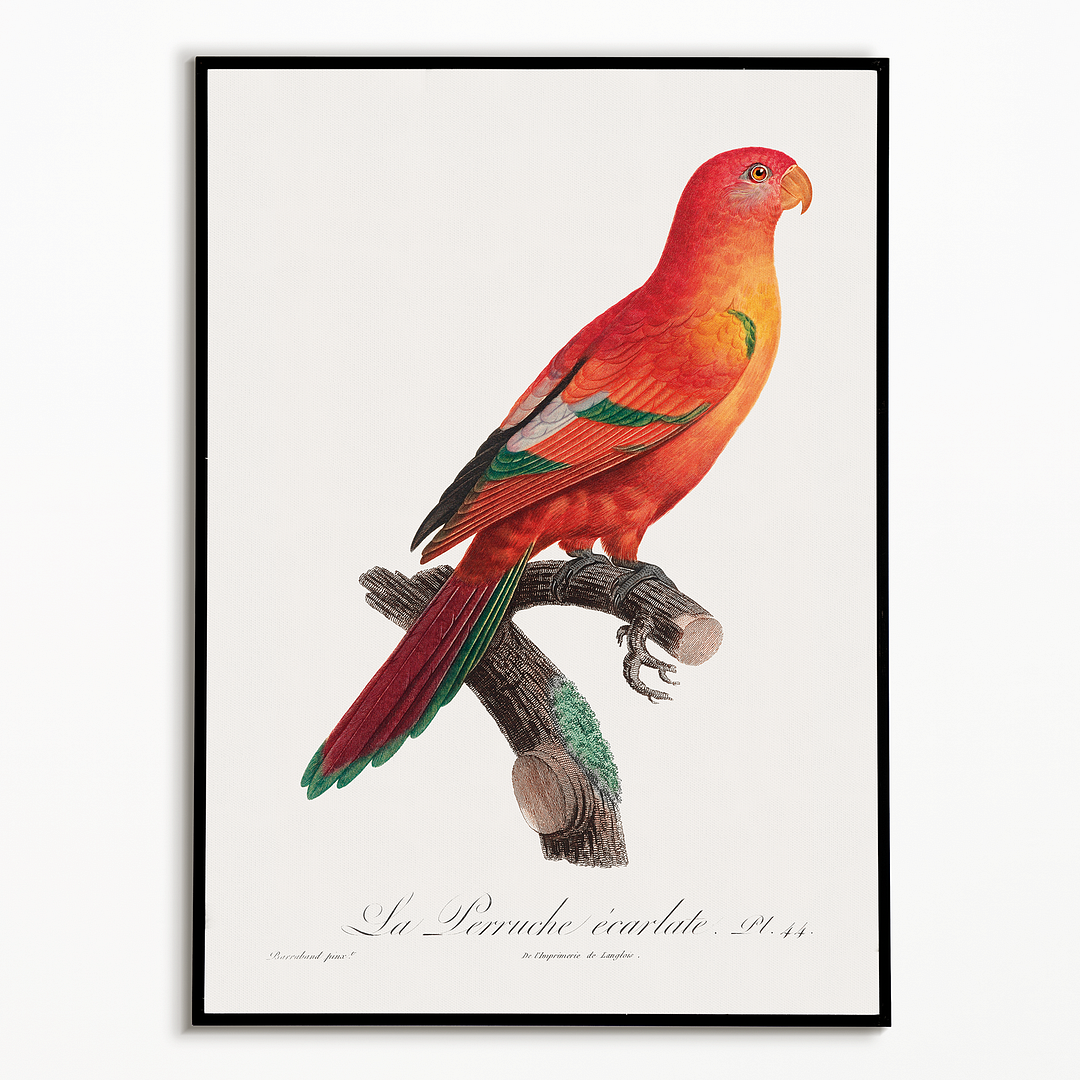 The Crimson Shining Parrot, Prosopeia splendens - Art Print