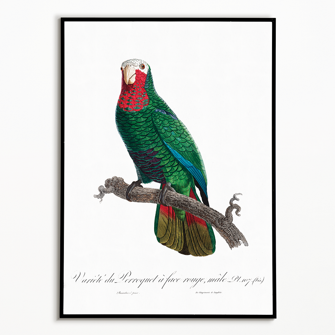 The Cuban Amazon (Amazona leucocephala) - Art Print