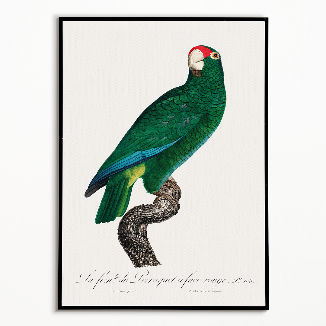 The Cuban Amazon, Amazona leucocephala - Art Print