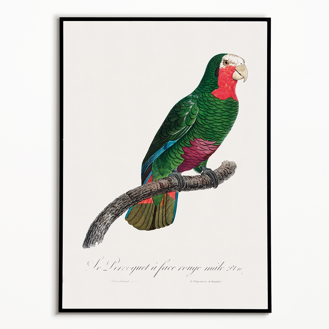 The Cuban Amazon, Amazona leucocephala I - Art Print