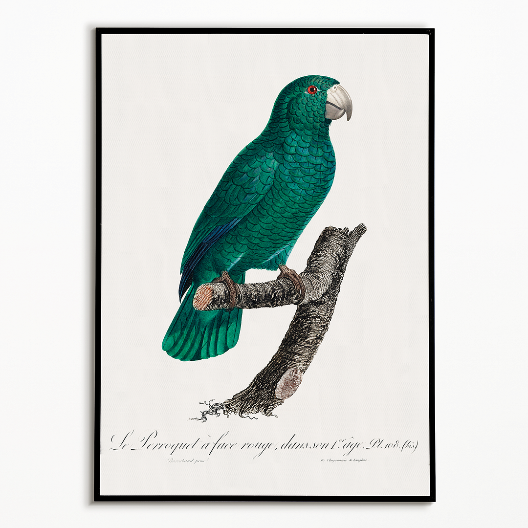 The Cuban Amazon, Amazona leucocephala II - Art Print