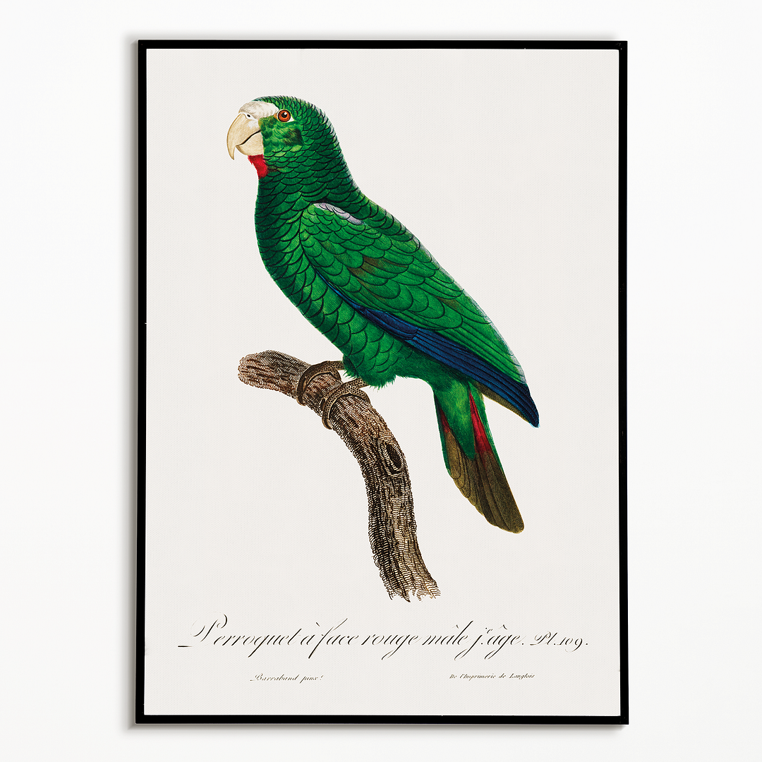 The Cuban Amazon, Amazona leucocephala, male III - Art Print