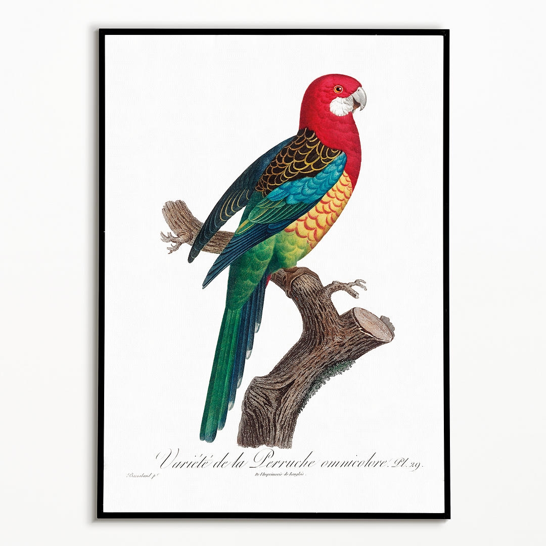 The Eastern Rosella, Platycercus eximius II - Art Print