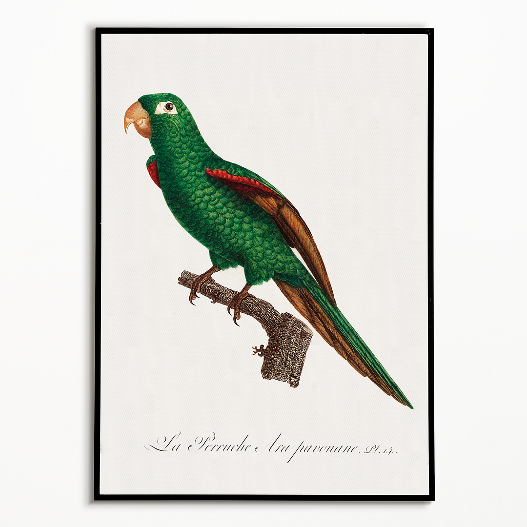 The Eclectus Parrot, Eclectus roratus - Art Print
