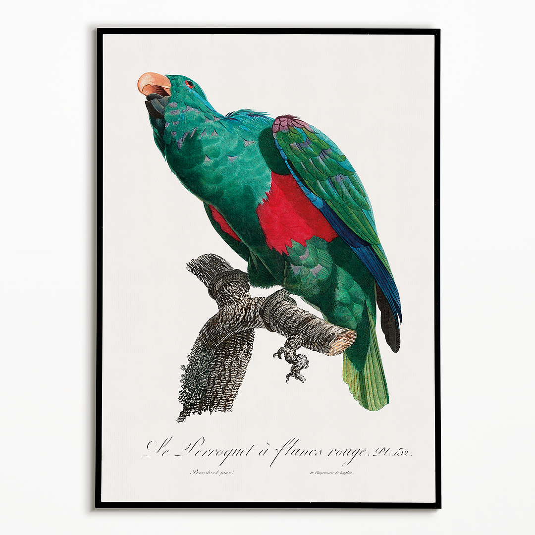The Eclectus Parrot, Eclectus roratus - Art Print